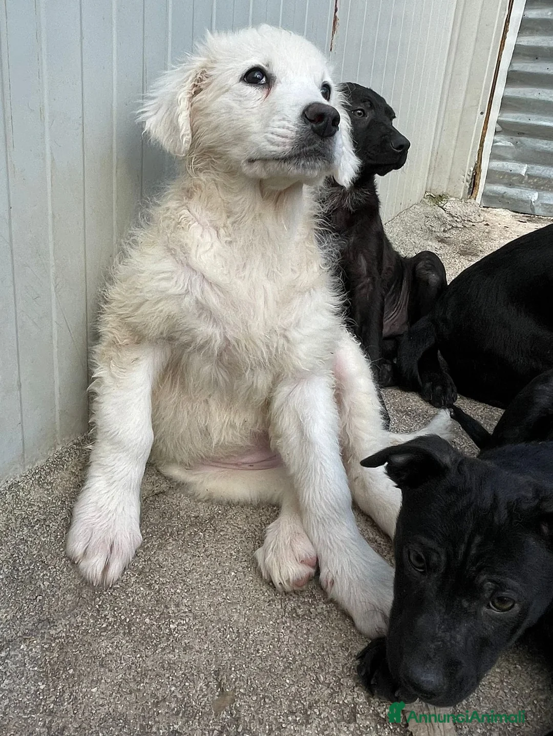 Meticcio cani in regalo: TENERISSINA NUVOLETTA BIANCA a Provincia di Sondrio - Annuncio 2