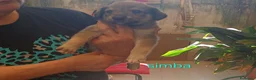 Meticcio cani in regalo: Cuccioli di taglia media piccola  - Annuncio 3