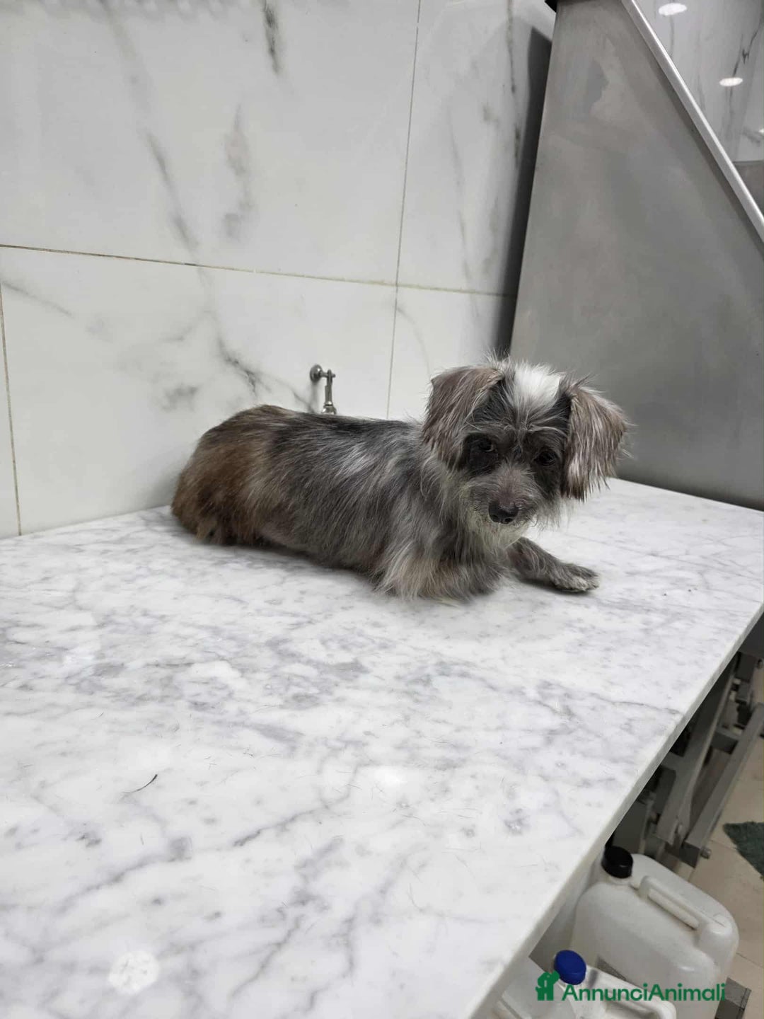 Meticcio cani in regalo: dina taglia piccola in regalo - Annuncio 3