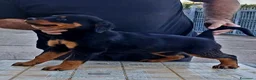 Rottweiler cani in vendita: Disponibili cuccioli Rottweiler  - Annuncio 8