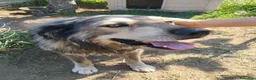 Meticcio cani in regalo: Cedesi meticcio Tore a Città metropolitana di Roma Capitale - Annuncio 4