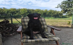 Meticcio cani in vendita: Vendo cucciola  - Annuncio 1