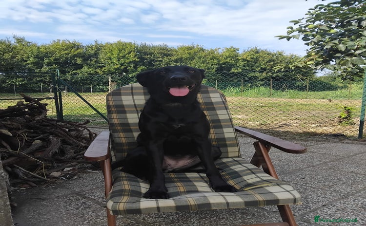 Meticcio cani Vendo cucciola  - Annuncio 8