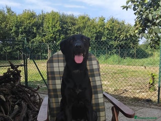 Meticcio cani Vendo cucciola - Annuncio 12