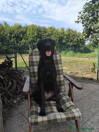 Meticcio cani Vendo cucciola - Annuncio 8