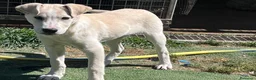 Meticcio cani in regalo: Cucciolo 3 mesi a Provincia di Varese - Annuncio 8