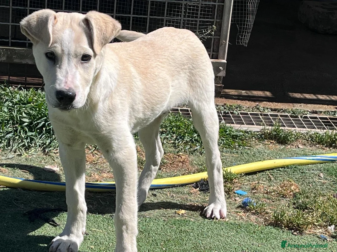 Meticcio cani in regalo: Cucciolo 3 mesi a Provincia di Varese - Annuncio 8