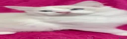 Ragdoll gatti in vendita: Ragdoll blu Bicolore  - Annuncio 12
