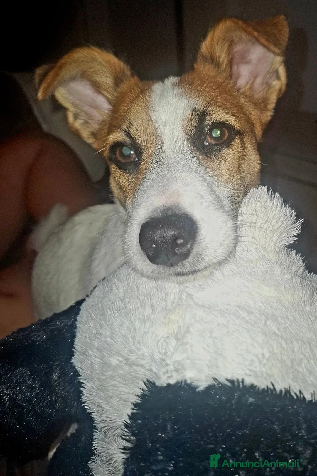 Jack Russell cani in regalo: Regalo cucciolo. a Città Metropolitana di Bari - Annuncio 2