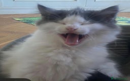 Siberiano gatti in vendita: Gatti cuccioli Siberiani ipoallergenici a Provincia di Forlì-Cesena - Immagine 17