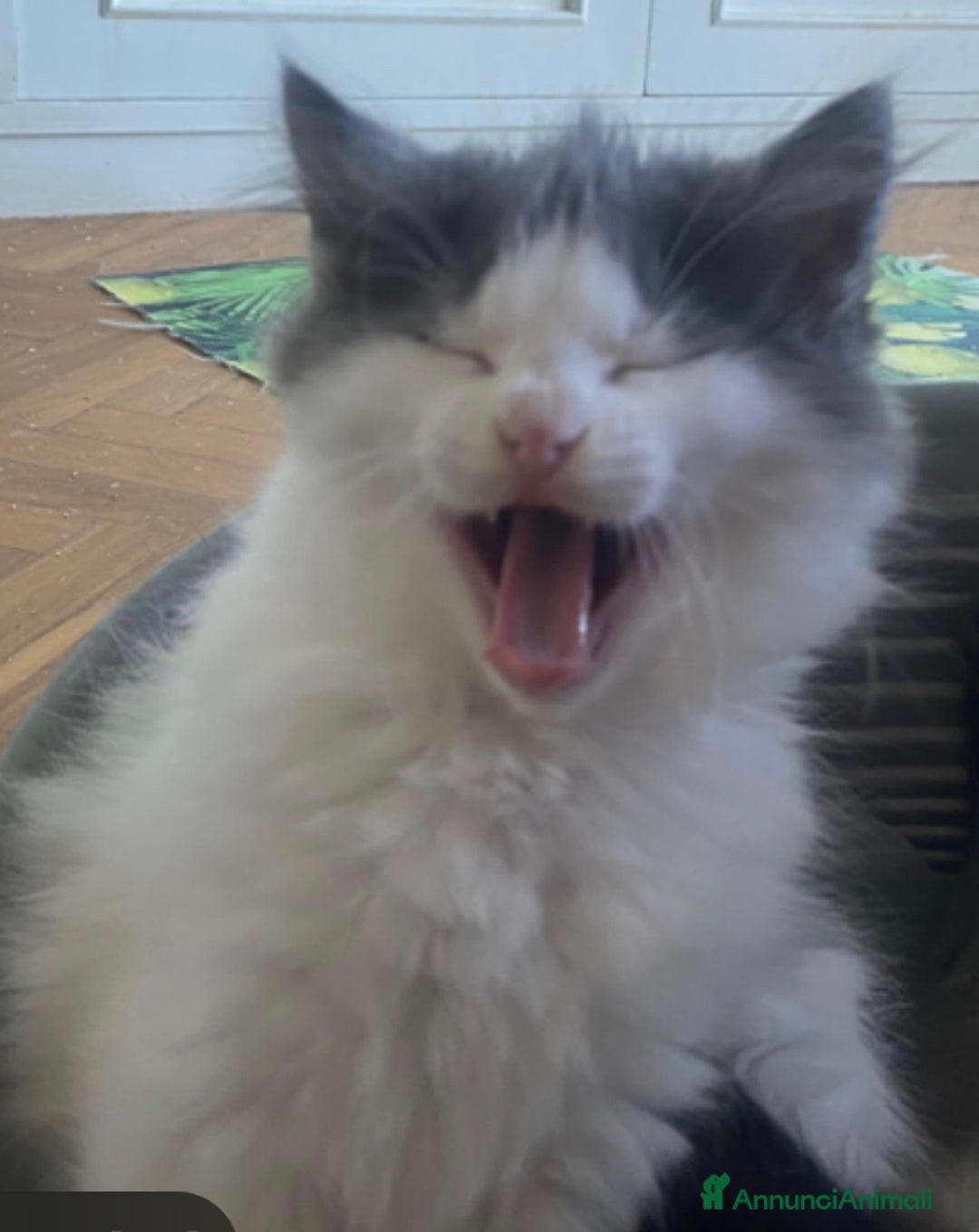 Siberiano gatti in vendita: Gatti cuccioli Siberiani ipoallergenici a Provincia di Forlì-Cesena - Immagine 17
