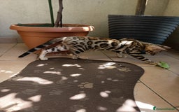 Bengala gatti in vendita: Brown Spotted  a Città metropolitana di Milano - Immagine 9