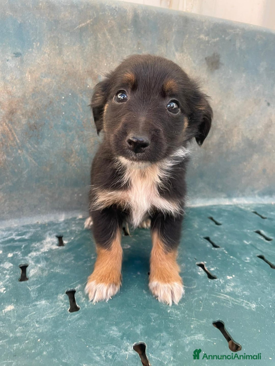 Meticcio cani in regalo: LE DOLCI PIETRE PREZIOSE - Annuncio 9