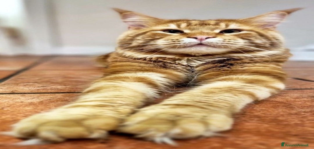 Immagine della galleria {{count}}