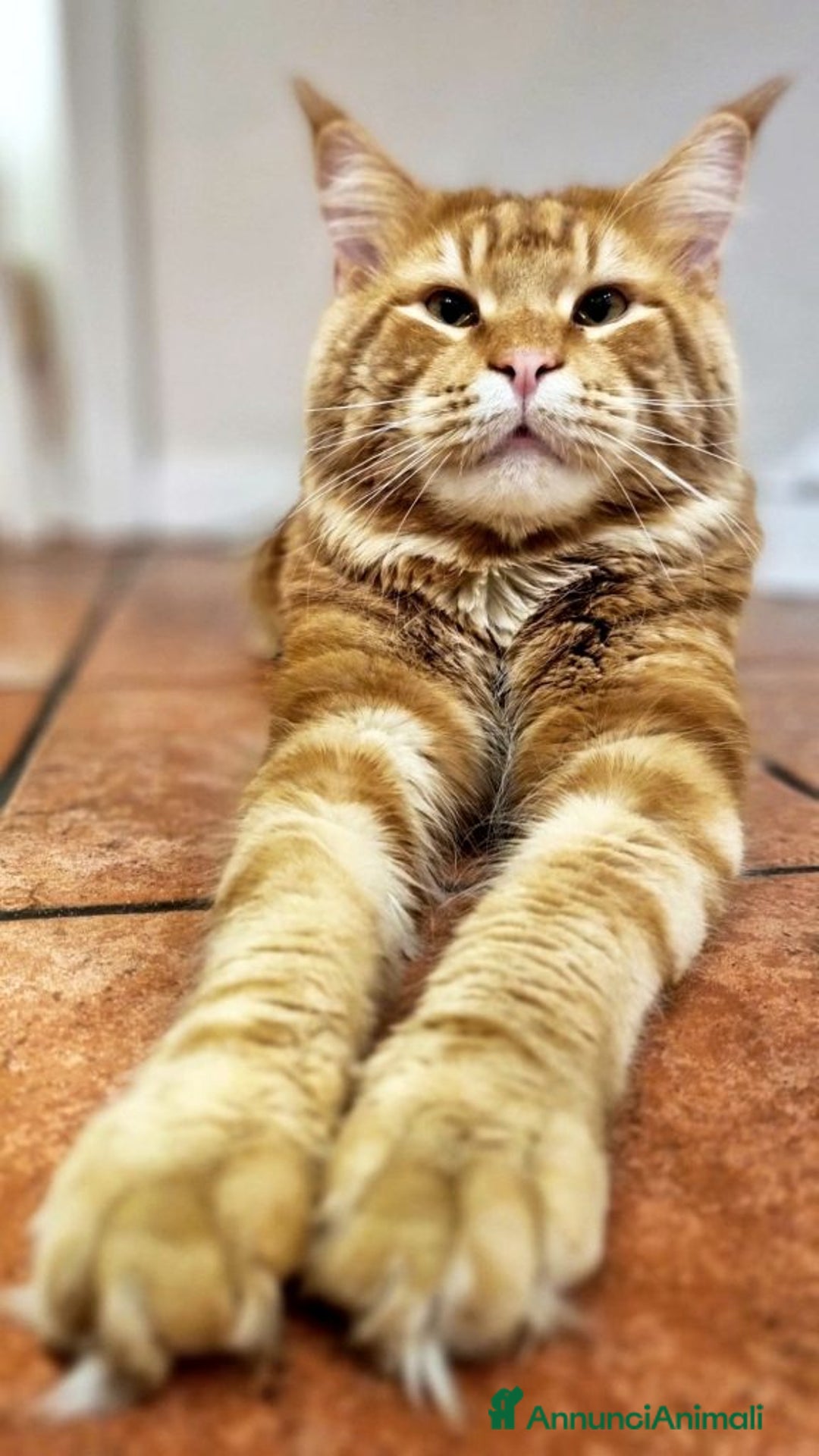 Immagine della galleria {{count}}