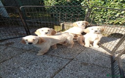 Golden Retriever cani in vendita: Vendesi cuccioli di Golden Retriever  a Provincia di Varese - Immagine 15