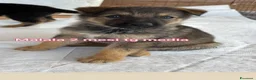 Meticcio cani in regalo: Cuccioli esclusi e soli a Città Metropolitana di Genova - Annuncio 4
