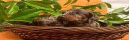 Bassotto cani in vendita: Cuccioli Bassotto Kaninchen e nano - Annuncio 35