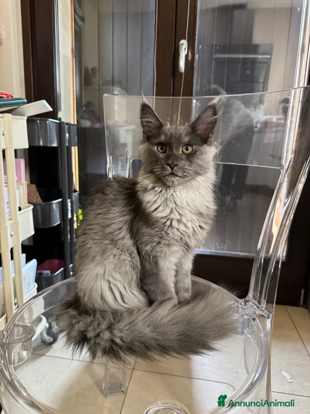 Maine Coon gatti in vendita: Cucciolo di razza Maine Coon con pedigree AFeF - Annuncio 6