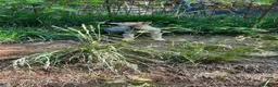 Lupo Cecoslovacco cani in vendita: Cucciolo maschio cane lupo cecoslovacco  - Annuncio 5