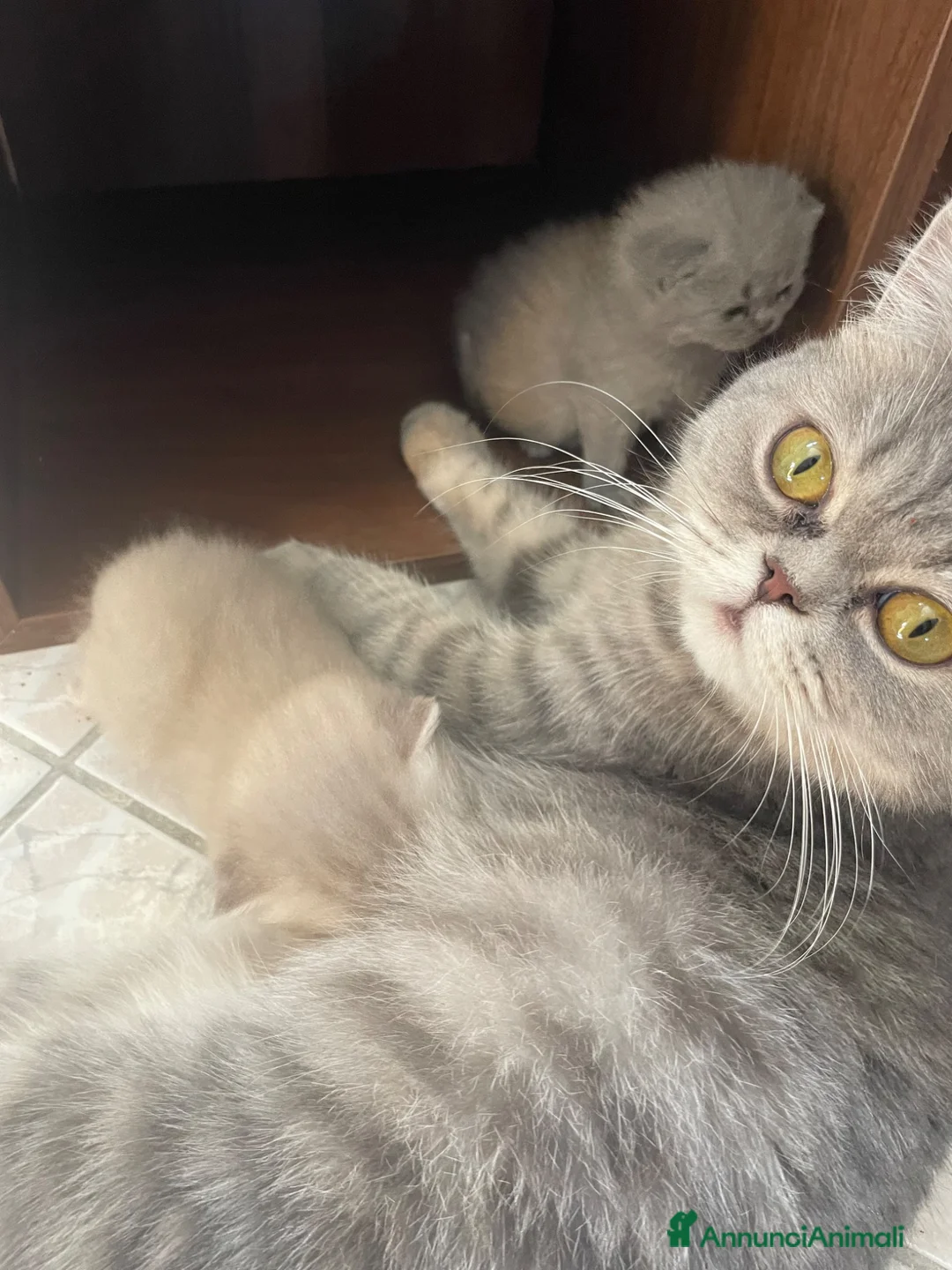 Scottish gatti in vendita: Gattini Scottish Fold/Straight - Annuncio 2
