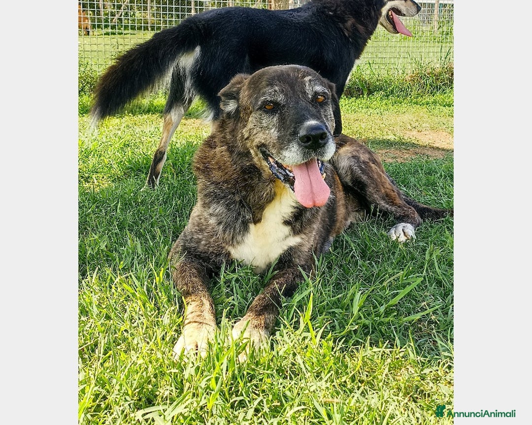 Meticcio cani in regalo: TEMPESTA...d'amore non facciamola morire in un box a Latina - Annuncio 2