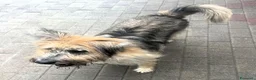 Meticcio cani in regalo: SPANK SPERA DI TROVARE UNA CASA - Annuncio 6