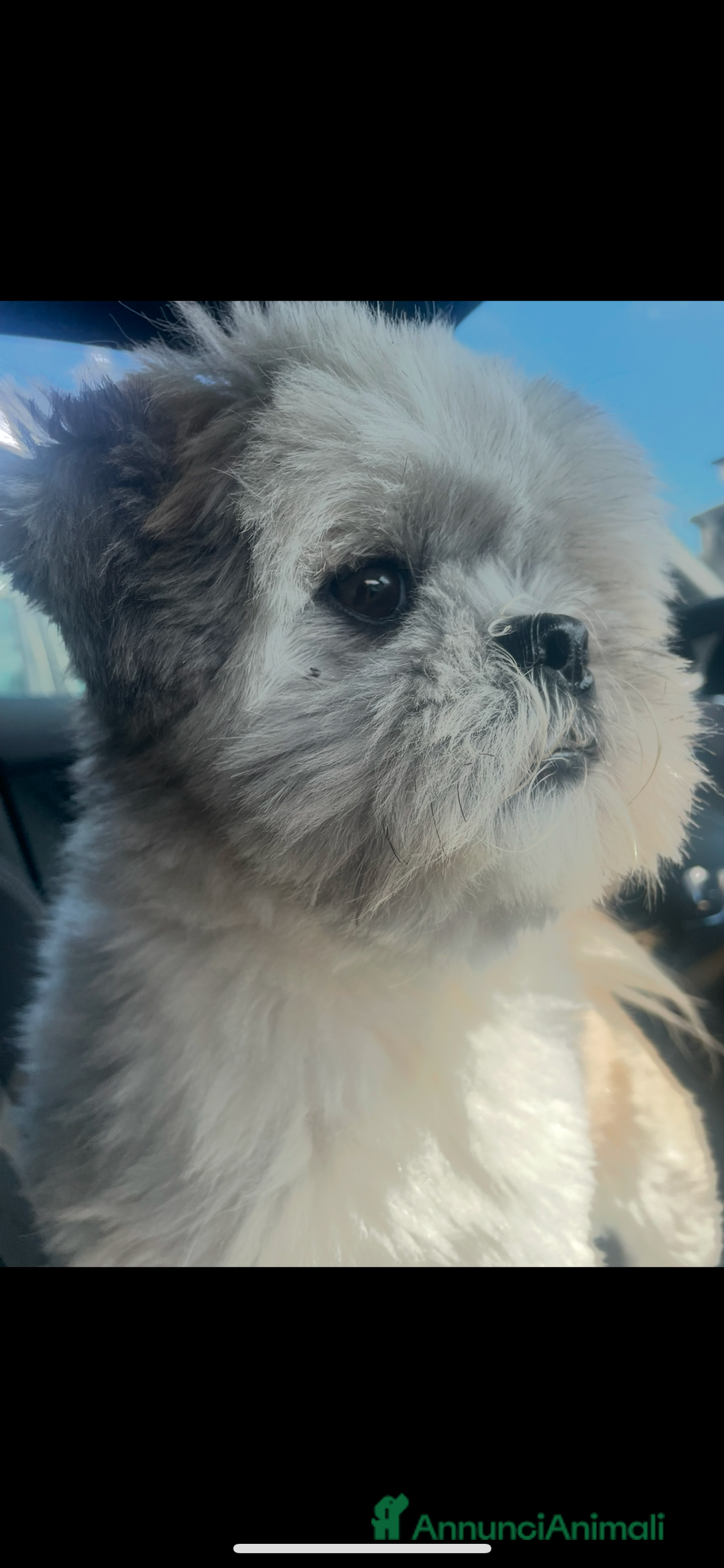 Shih Tzu cani per accoppiamento: Shihtzu cerca fidanzata a Provincia di Lucca - Immagine 3