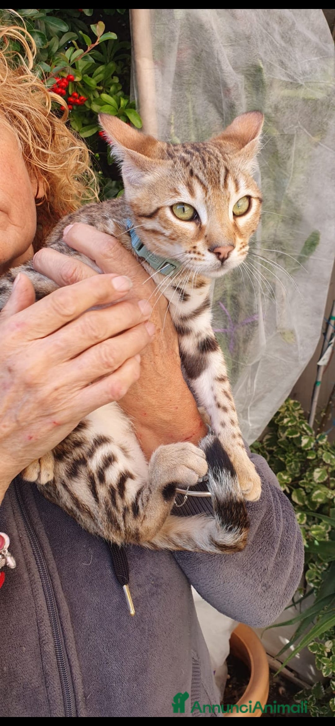 Bengala gatti in vendita: Gattini bengal wild - Annuncio 11