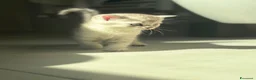 Scottish gatti in vendita: Bellissimi cuccioli di scottish straight/fold - Annuncio 10