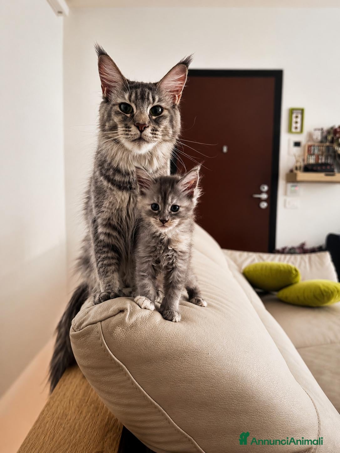 Maine Coon gatti Allevamento Maine Coon Misty Woods - Annuncio 8