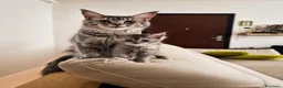 Maine Coon gatti in vendita: Allevamento Maine Coon Misty Woods - Annuncio 1