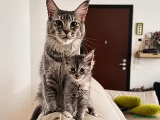 Maine Coon gatti Allevamento Maine Coon Misty Woods - Annuncio 2