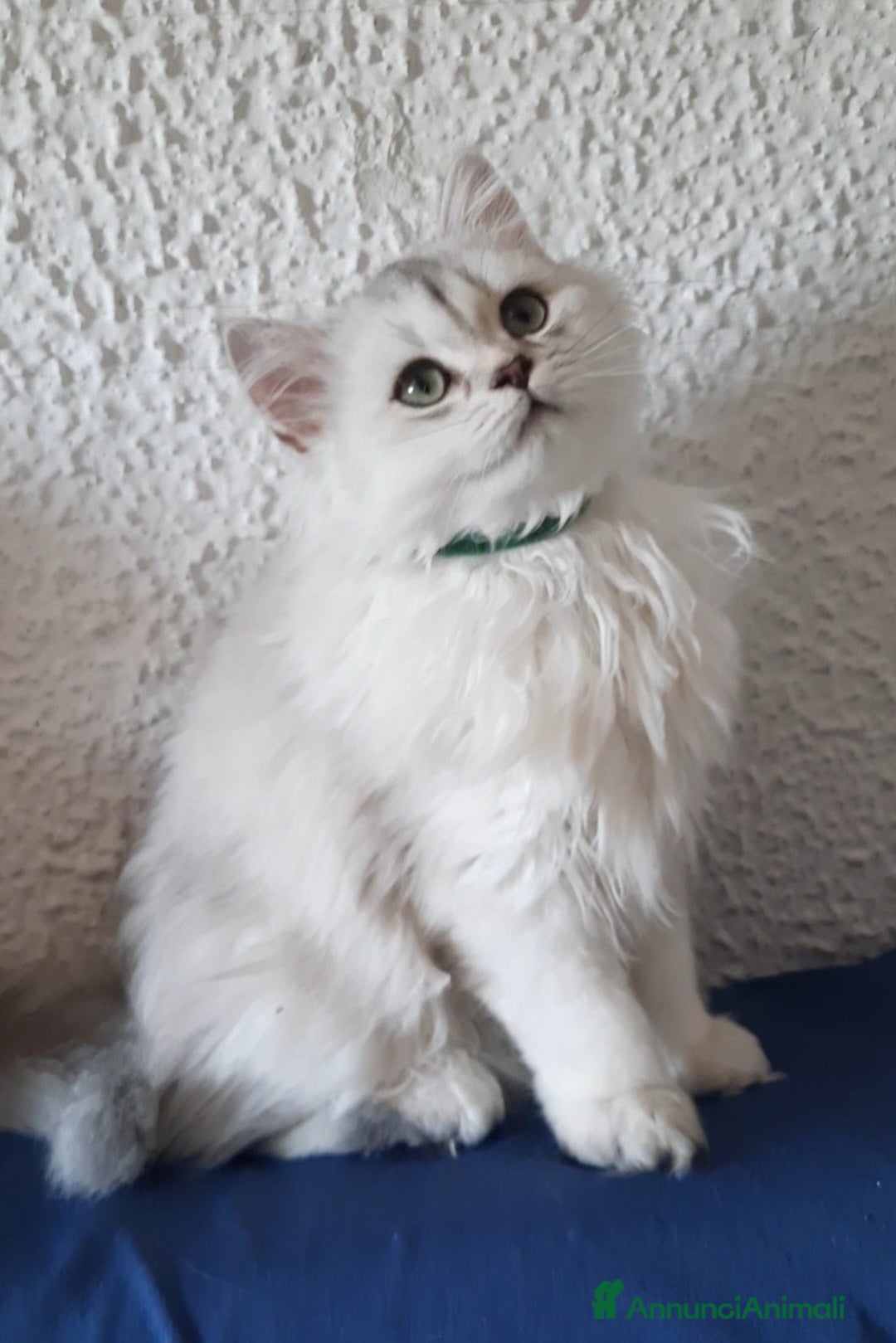 British gatti in vendita: Cucciolo British longhair con pedigree  a Città metropolitana di Milano - Annuncio 1