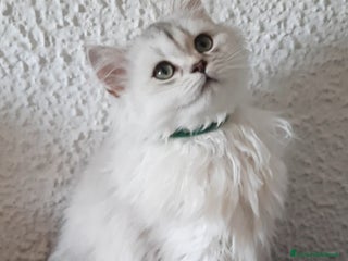 British gatti Cucciolo British longhair con pedigree a Città metropolitana di Milano - Annuncio 27