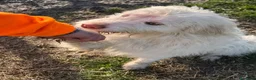 Meticcio cani in regalo: ABBANDONATO DALLA SUA FAMIGLIA  a Provincia di Ferrara - Annuncio 5