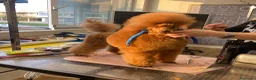 Barboncino cani per accoppiamento: Disponibile per monte Barbone nano Red  a Provincia di Bergamo - Annuncio 6