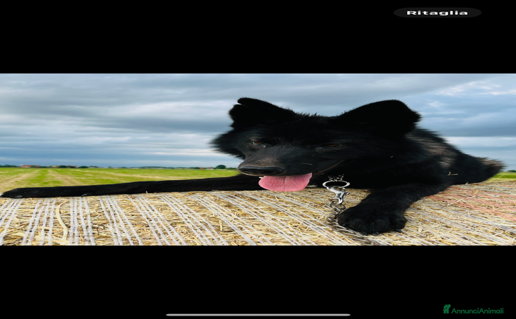 Lupo Cecoslovacco cani Splendidi cuccioli di American Wolf 🇺🇸  - Annuncio 1