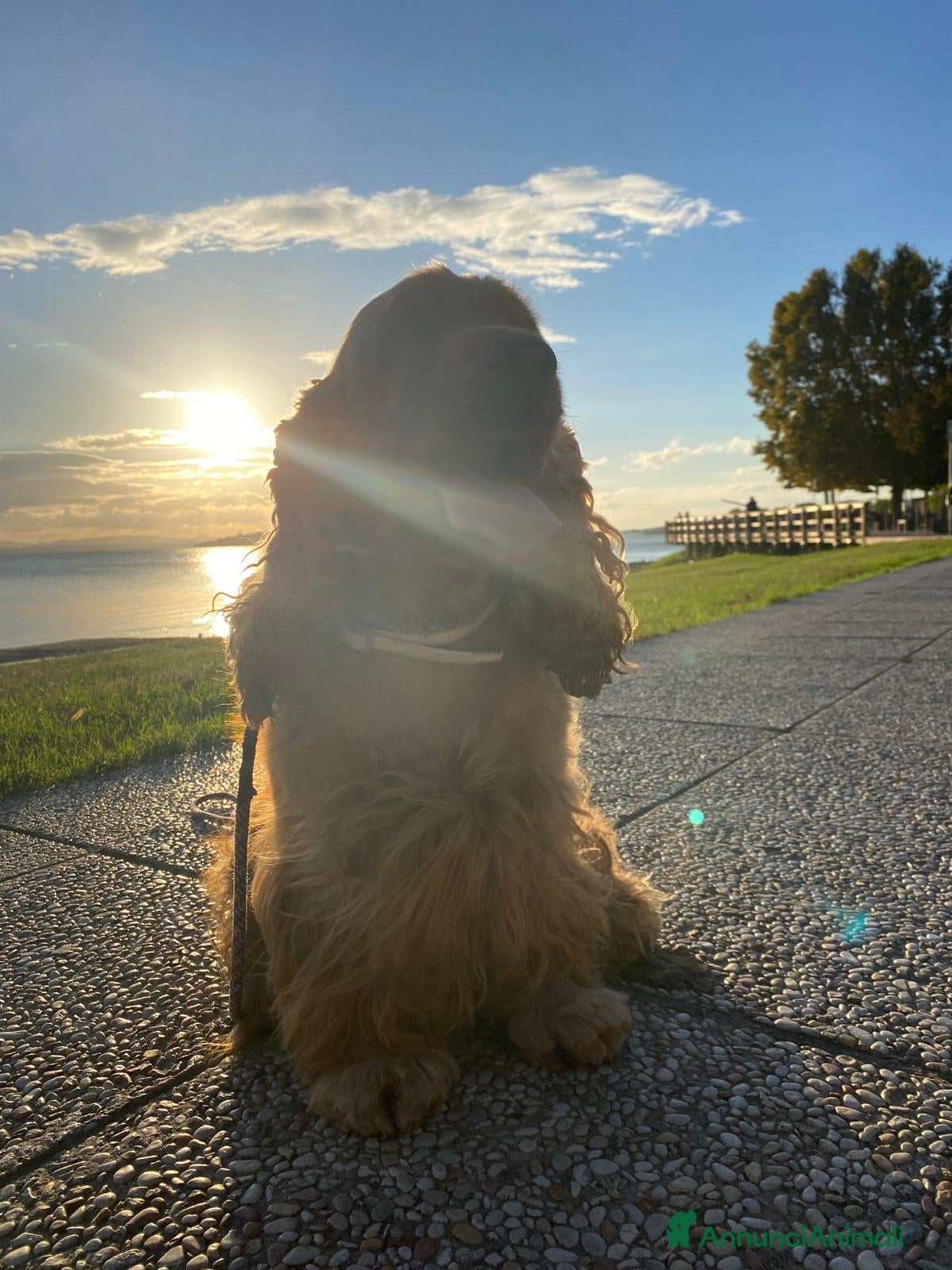 Cocker cani Affido Gratuito – Cagnolina Fulva, Femmina - Annuncio 2