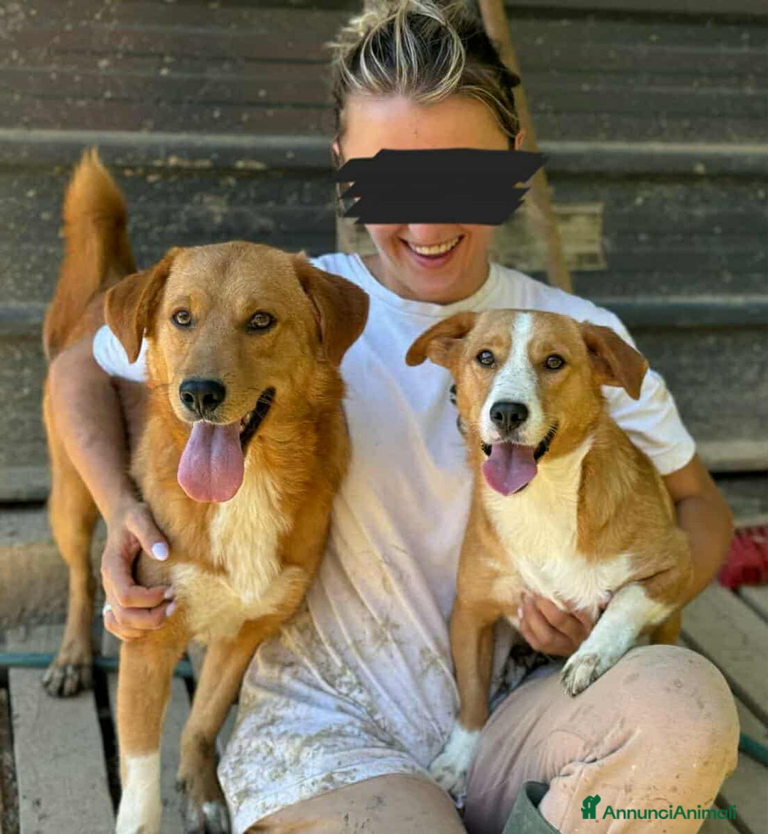 Meticcio cani in regalo: LIZZY, la nanetta più dolce del mondo! Tg PICCOLA - Annuncio 5