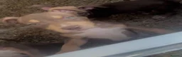 Pitbull cani in vendita: Cucciolo pitbull - Annuncio 4
