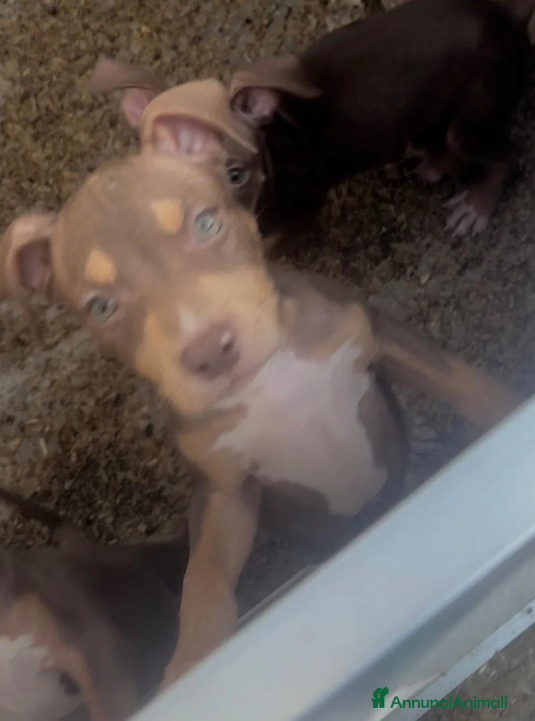 Pitbull cani in vendita: Cucciolo pitbull - Annuncio 4