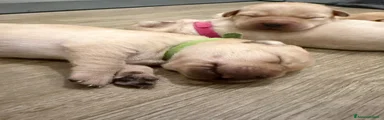 Labrador 6