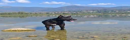 Meticcio cani in regalo: Regalo cane  a Provincia di Lecco - Annuncio 5
