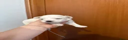 Maltese cani in vendita: Adorabili cuccioli di Maltese cercano una casa  - Annuncio 8