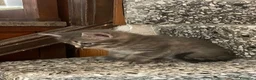 Meticcio gatti in vendita: Gattino carino  - Annuncio 5
