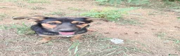 Meticcio cani in regalo: Rufy cerca amore - Annuncio 4