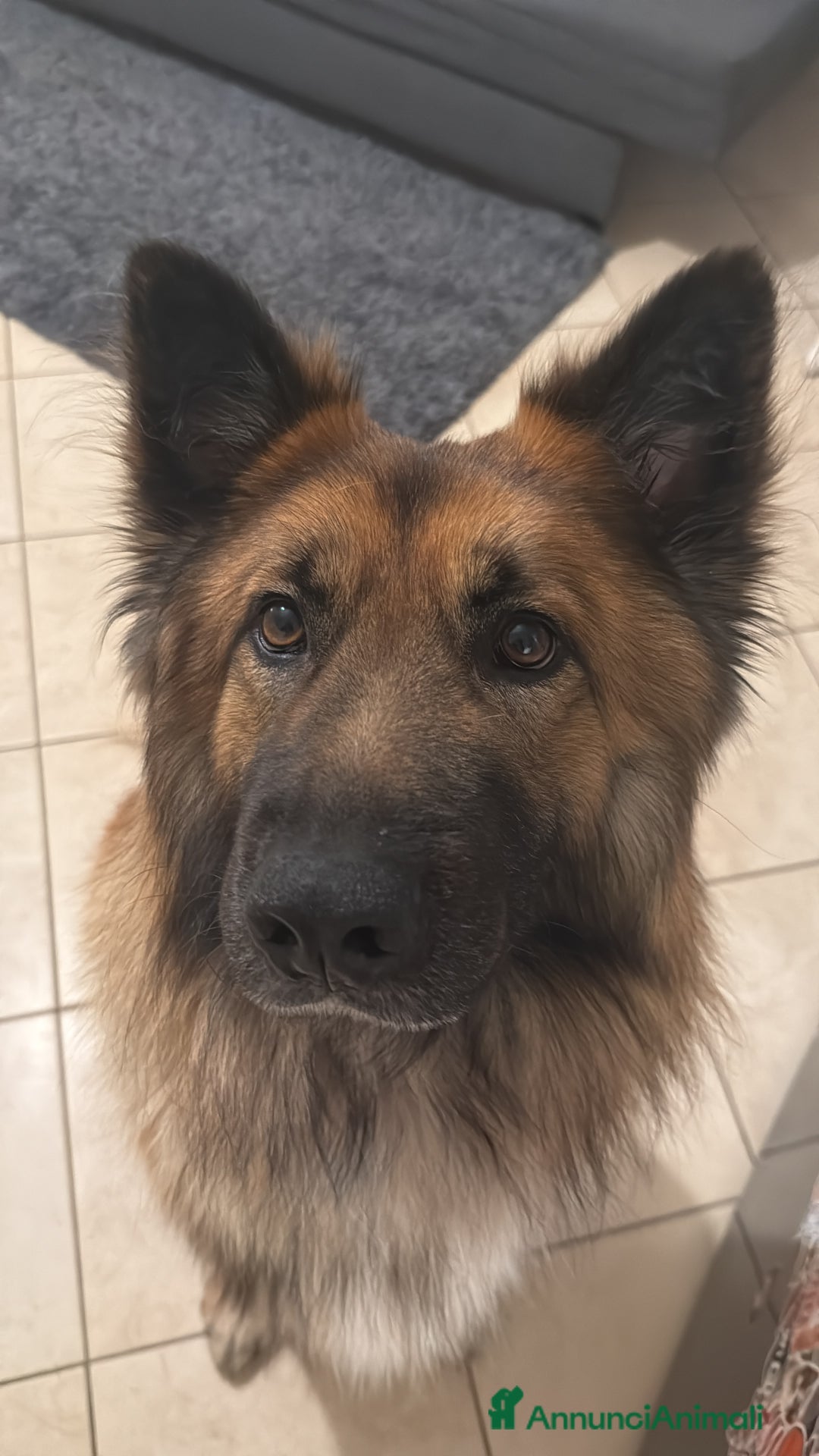 Meticcio cani per accoppiamento: Cerco femmina per accopiamento - Annuncio 4