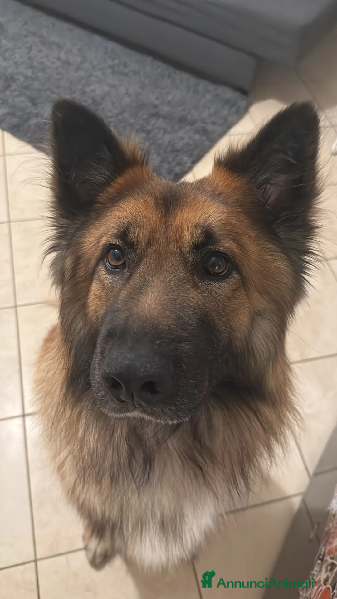 Meticcio cani per accoppiamento: Cerco femmina per accopiamento - Annuncio 4