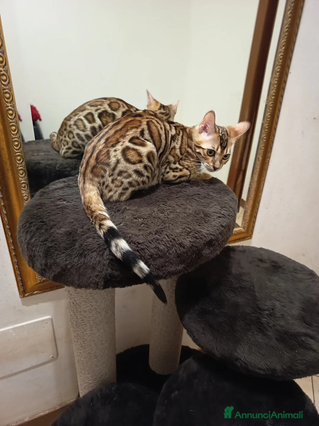 Bengala gatti in vendita: dolcissima Feminuccia  - Annuncio 5